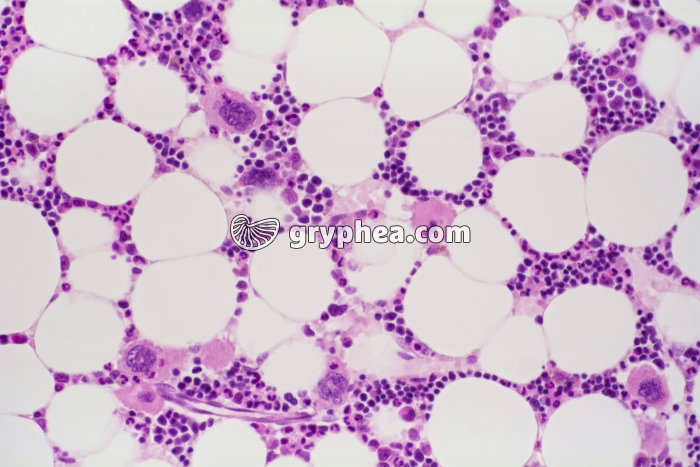 Moelle osseuse en coupe x100 - gryphea.org